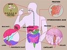 3 Ways to Study the Physiology of Digestion in the Human Body