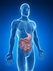 Food Digestion Time - Bodytomy