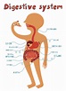 Digestive System Facts for Kids - Bodytomy