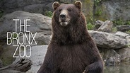 The Bronx Zoo - Streama online eller via vår app - Comhem Play