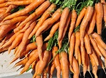 Carrot – Daucus carota - Plants