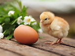 Приворот на яйцо на мужчину или мужа: как узнать и снять приворот
