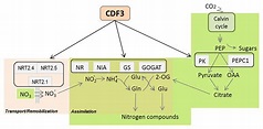 Frontiers | The Arabidopsis Transcription Factor CDF3 Is Involved in ...