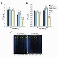 | Root morphology of CDF3 overexpressing, cdf3 mutants, and WT plants ...
