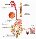 Digestive System in Human Body – Earth's Lab