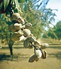 Top 12 Almond in 2022 - Meopari