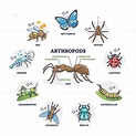 Arthropods animal group collection or segmented ant body anatomy ...