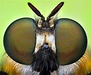 Environment | Insect eyes, Insect photos, Macro photography insects
