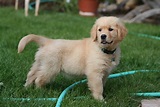 File:Golden Retriever puppy standing.jpg