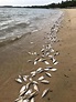 Dead fishes inundate Sanyang beach after Nissim fails to purchase - The ...