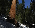Giant Sequoia 'The President' Usurps Throne of Second Largest Tree On ...