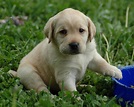 Puppy World: Labrador Puppy Pictures