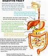 Images Of Digestive System Of Human Body | MedicineBTG.com