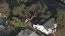 Massive tree falls in Pasadena, crushes car, nearly destroys home ...