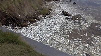 Video shows thousands of dead fish wash up on river bank in Matagorda ...