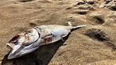 Hundreds of dead fish wash up on Old Orchard Beach
