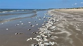 Dead fish are popping up along beaches on the Texas Gulf Coast ...