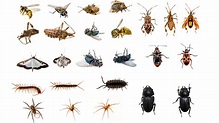 Explainer: Bugs, arachnids and different arthropods