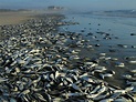 Thousands of dead fish wash ashore in S.C. - Photo 10 - Pictures - CBS News