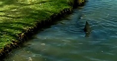 Sharks a true hazard on golf course in Australia - CBS News