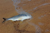 Dead Fish Free Photo Download | FreeImages
