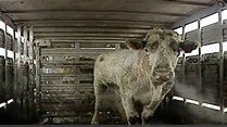 From The Vault: Runaway cow escapes slaughterhouse and becomes ...
