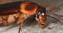 Roaches in Hawaii