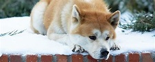 Chuyện cảm động về chú chó Hachiko sống mãi trong lòng người Nhật