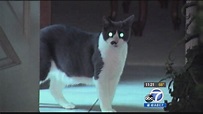 House cat terrorizes owners in Chula Vista - ABC7 Los Angeles