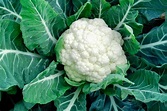 How to Grow and Care for Cauliflower