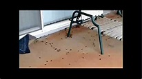 Video: Thousands of Roaches Invade Hawaii Neighborhood - Pest Control ...