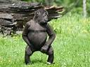 Alfa img - Showing > Monkeys Dancing