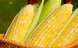 Food Corn HD Wallpaper