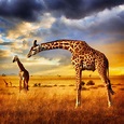 Giraffe sunset Photo by Patrick Galibert — National Geographic Your ...