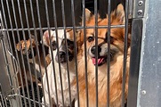 Pennsylvania SPCA rescues more than 20 animals from Philadelphia home ...