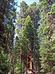 The President giant sequoia named new No. 2 biggest tree in world – The ...