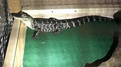 Alligator found during drug bust at Pennsylvania home: Authorities ...