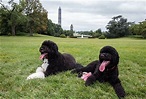 President Barack Obama's family welcomes new dog 'Sunny' for second ...