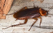 The Key To Keeping Cockroaches Out Of Your Hawaii Home