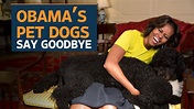 Bo and Sunny, the Obama dogs, say goodbye to the White House - YouTube