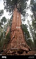 giant sequoia, giant redwood (Sequoiadendron giganteum), 'The president ...