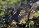 Alligator Found During California Drug Bust | The Daily Caller
