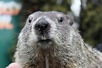 Groundhog Day 2021 - A Virtual Holiday - Punxsutawney Weather Discovery ...