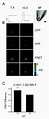 Effects of the pHi on the FRET efficiency. A. Bright field image of a ...