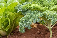 Growing Kale: How to Germinate, Water, and Harvest