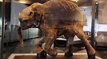 Mammoth tusk unearthed at Seattle construction site; museum hopes to ...