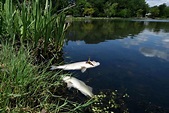 Dead fish appear in Old Greenwich pond
