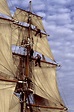 Crew in rigging of tall ship | Sailing ships, Tall ships art, Tall ships