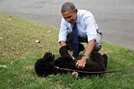 President Obama's Dog, Sunny - Presidential Pet Museum