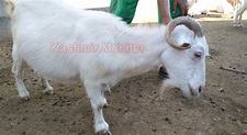 Happy Birthday `Noorie’: World’s first cloned Pashmina goat turns 10 in ...